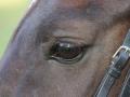 Centre equestre bernard dumeige